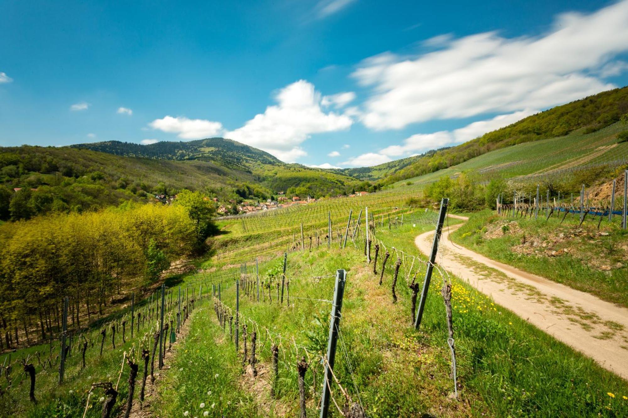 Chambre Du Vigneron - Domaine Leon Bleesz Reichsfeld Exterior foto